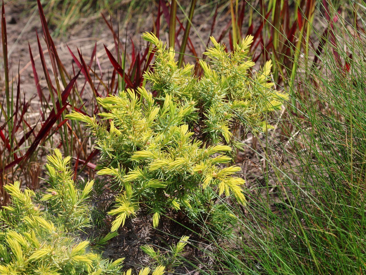 Strand-Wacholder 'Allgold' - Juniperus conferta 'Allgold' - Baumschule  Horstmann