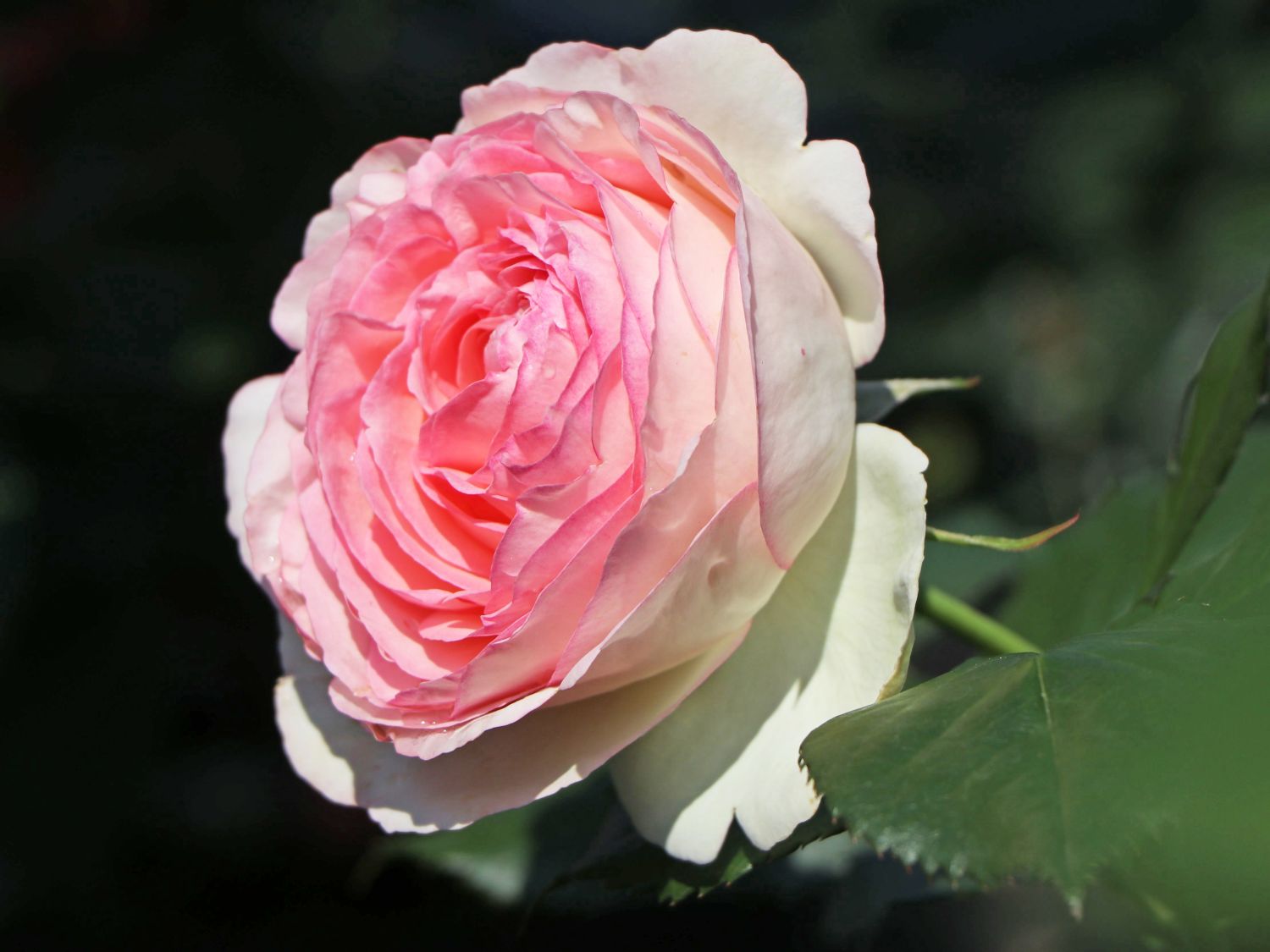 Eden rose online nouvelle collection 2020
