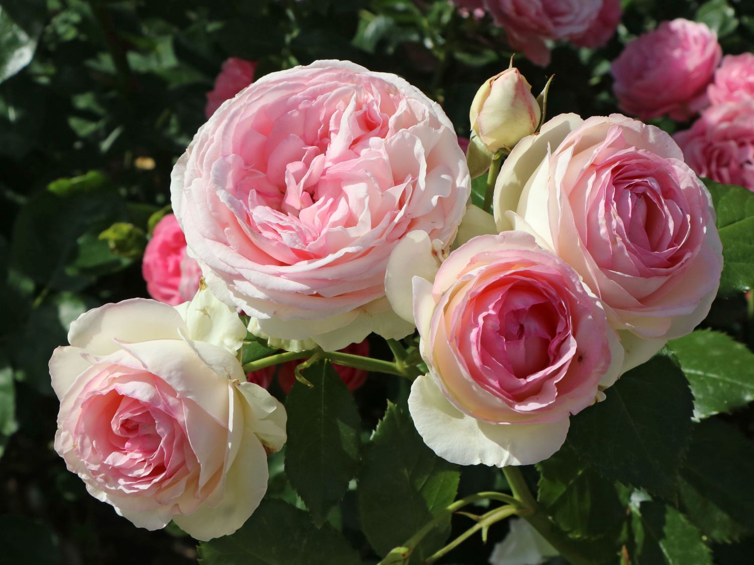 Eden Rose ® rosa/creme Strauchrose große Kugelblüten gefüllt im Topf gewachsen 