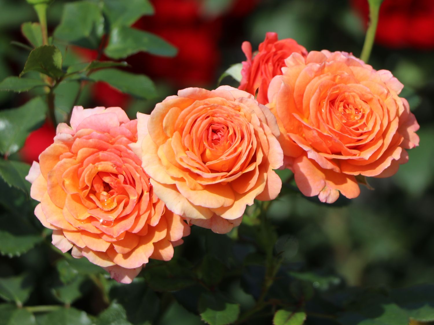 Strauchrose 'Lambada' ® - Finde Deine neue Rose + Online Ratgeber