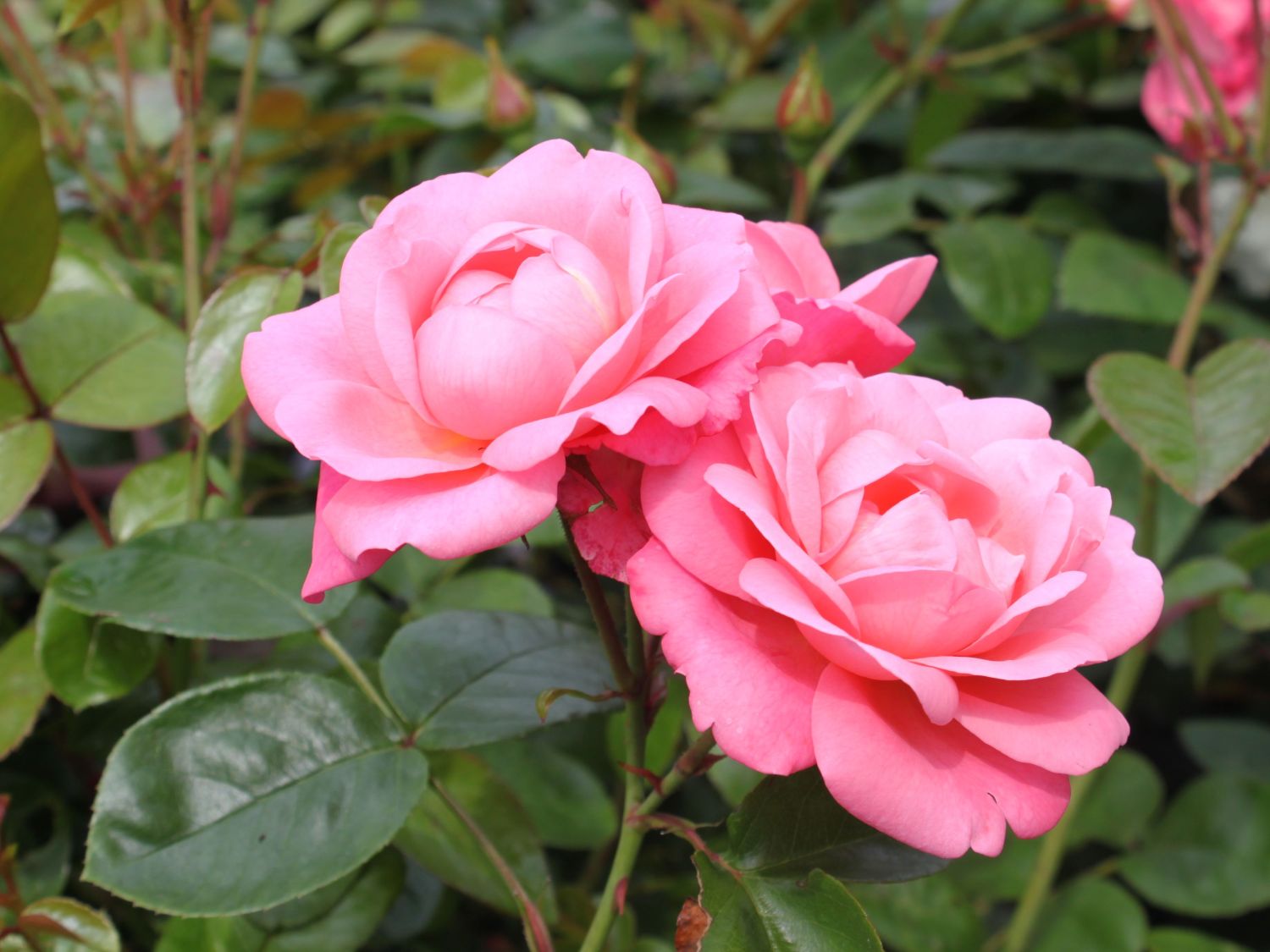 Strauchrose 'Mein schöner Garten' ® - bestes Gärtnerwissen