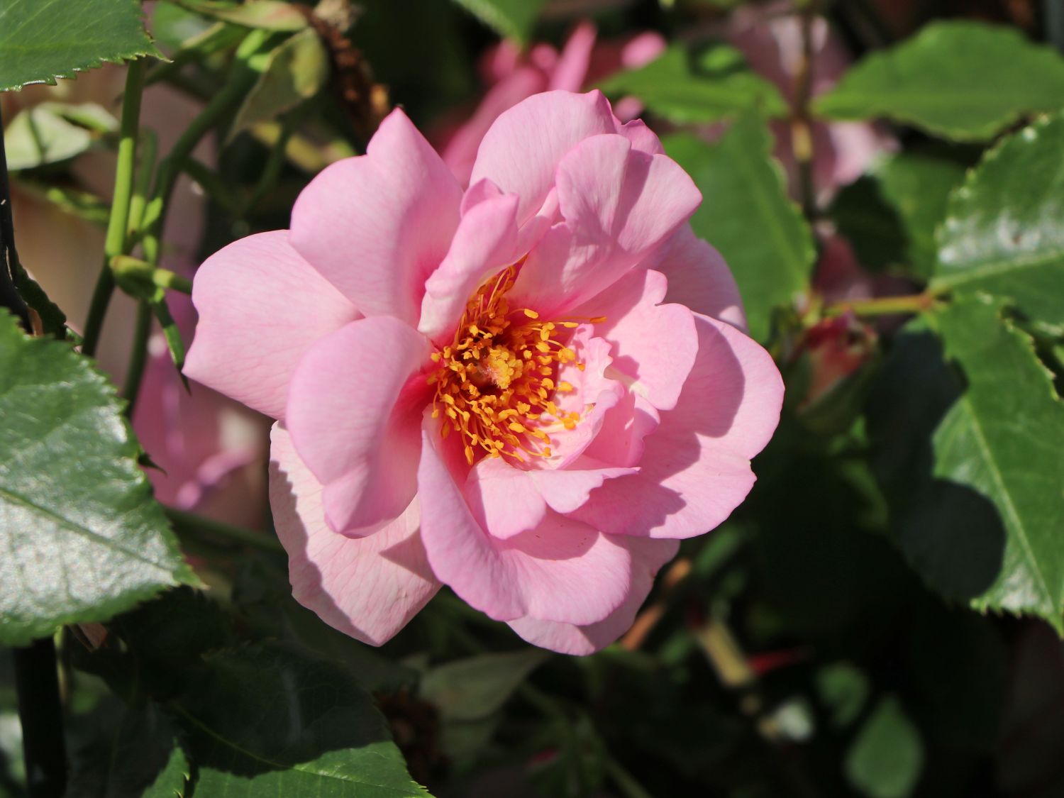 Strauchrose Orienta ® 'Magnolia' - Beste Sorten & Rosen-Wissen