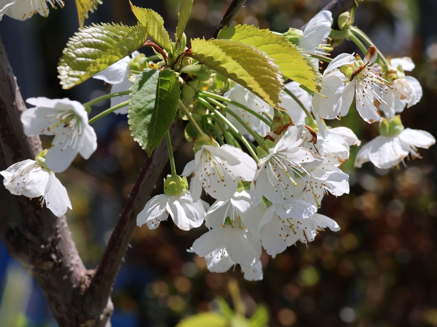 Süßkirsche \'Dönissens Gelbe - Horstmann Baumschule \'Dönissens Knorpelkirsche\' Prunus - avium Gelbe Knorpelkirsche