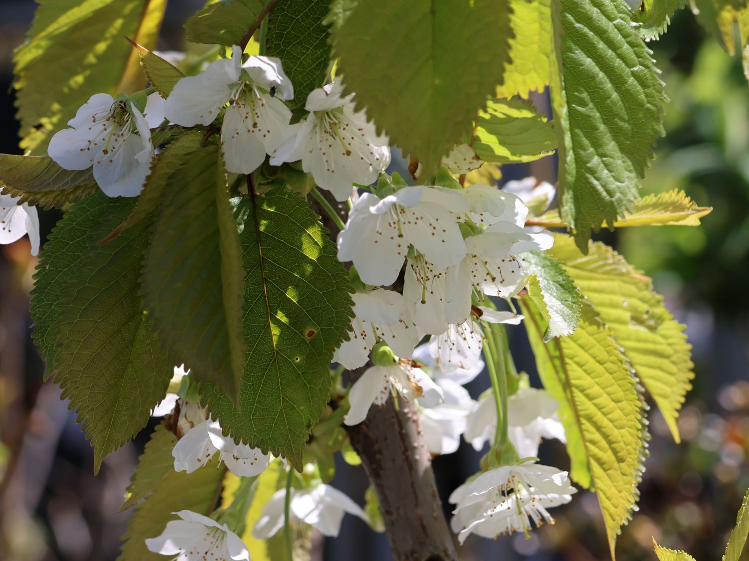 Süßkirsche 'Dönissens Gelbe Knorpelkirsche' - Prunus avium 'Dönissens Gelbe  Knorpelkirsche' - Baumschule Horstmann