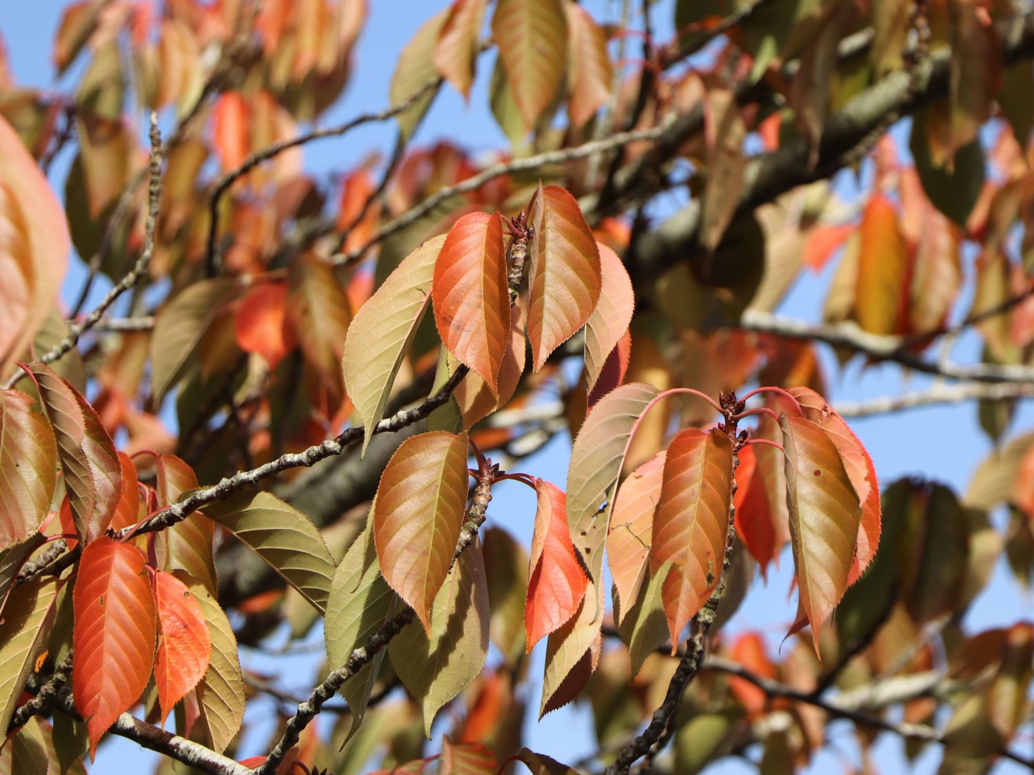 Süßkirsche 'Dönissens Gelbe Knorpelkirsche' - Prunus avium 'Dönissens Gelbe  Knorpelkirsche' - Baumschule Horstmann