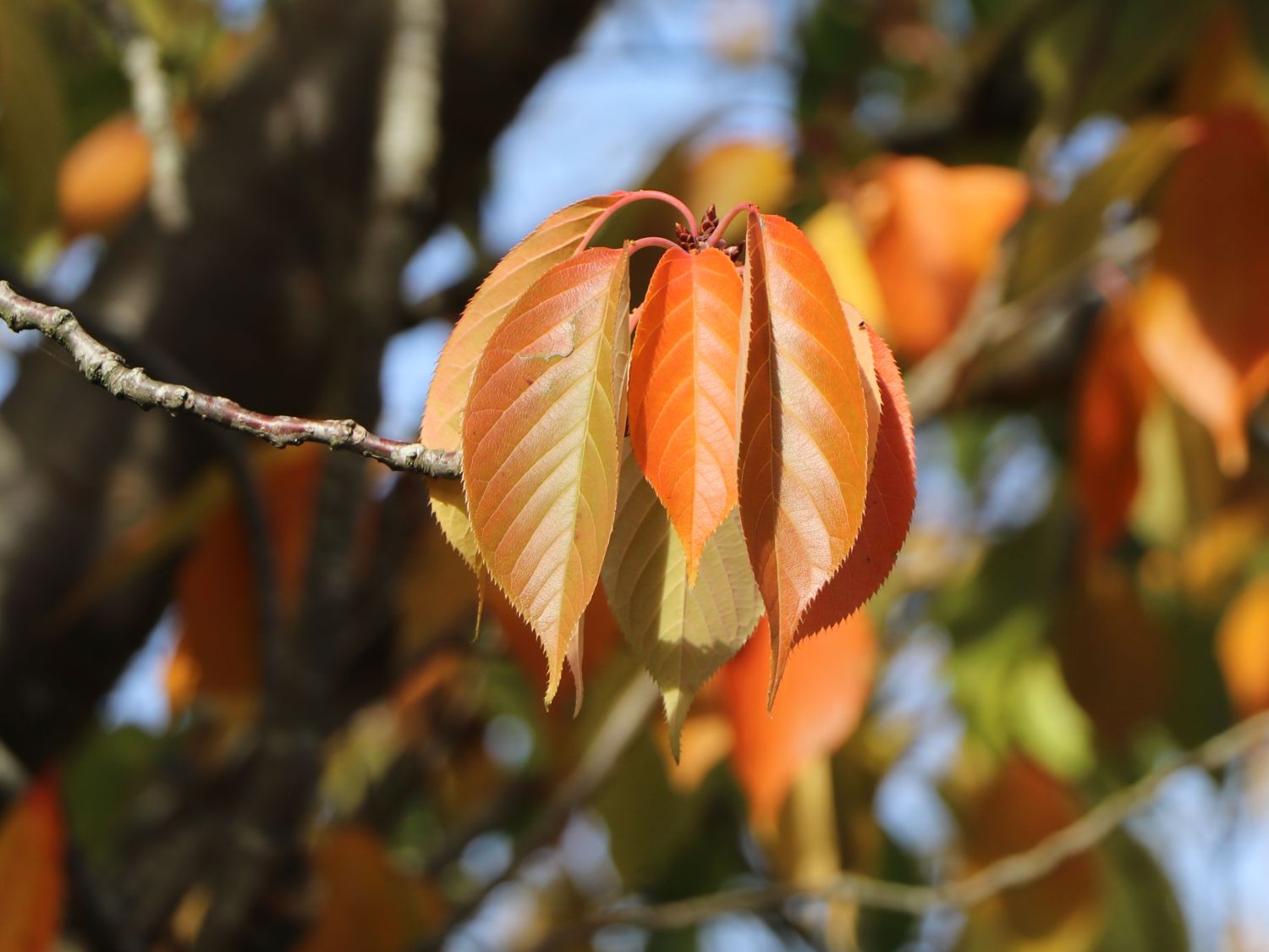 Süßkirsche 'Dönissens Gelbe Knorpelkirsche' - Prunus avium 'Dönissens Gelbe  Knorpelkirsche' - Baumschule Horstmann