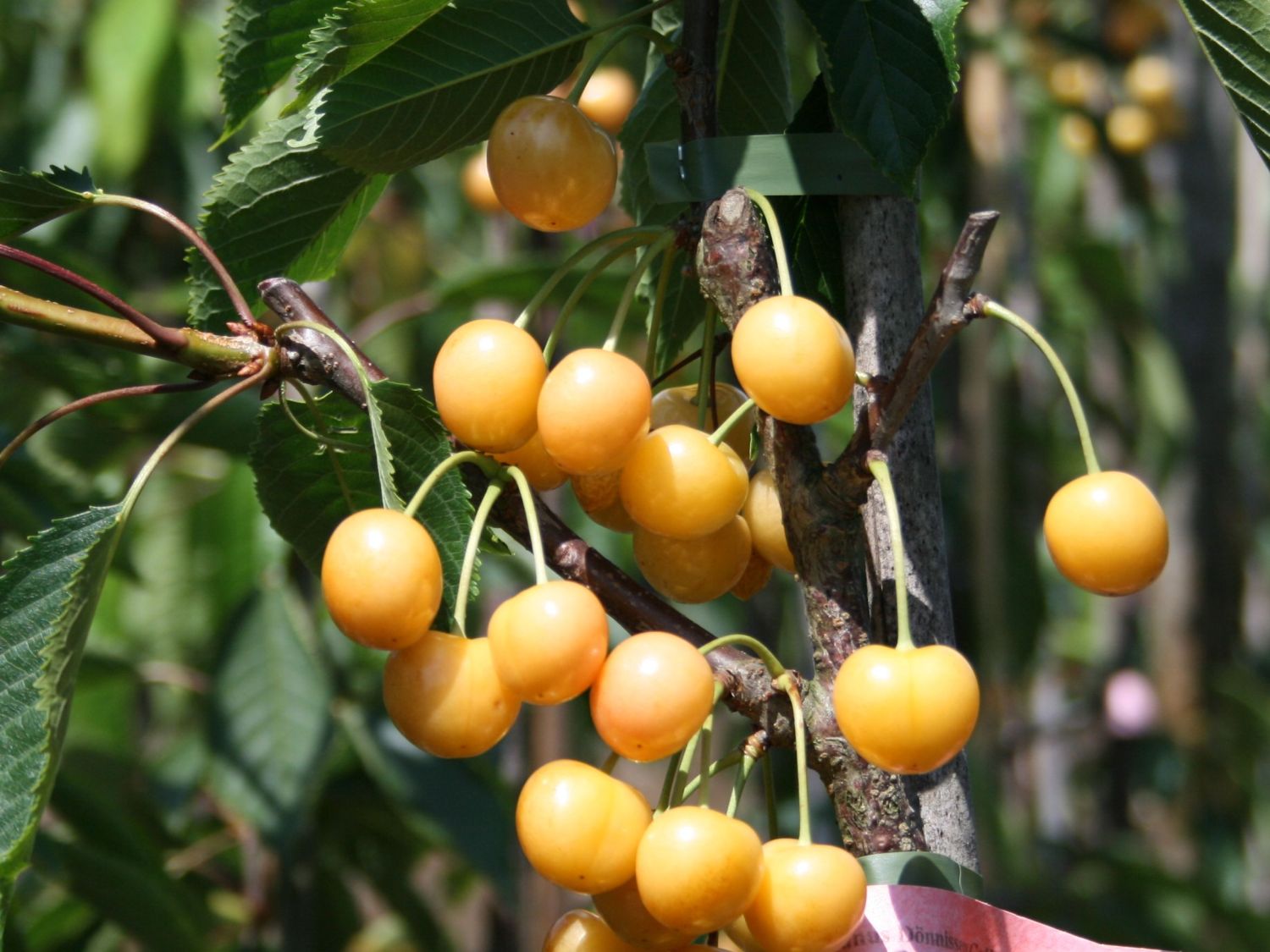 Süßkirsche 'Dönissens Gelbe Knorpelkirsche' - Prunus avium 'Dönissens Gelbe  Knorpelkirsche' - Baumschule Horstmann