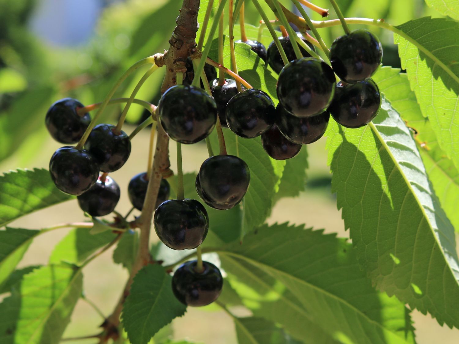 Süßkirsche 'Große Schwarze Knorpelkirsche' - Prunus 'Große Schwarze  Knorpelkirsche' - Baumschule Horstmann