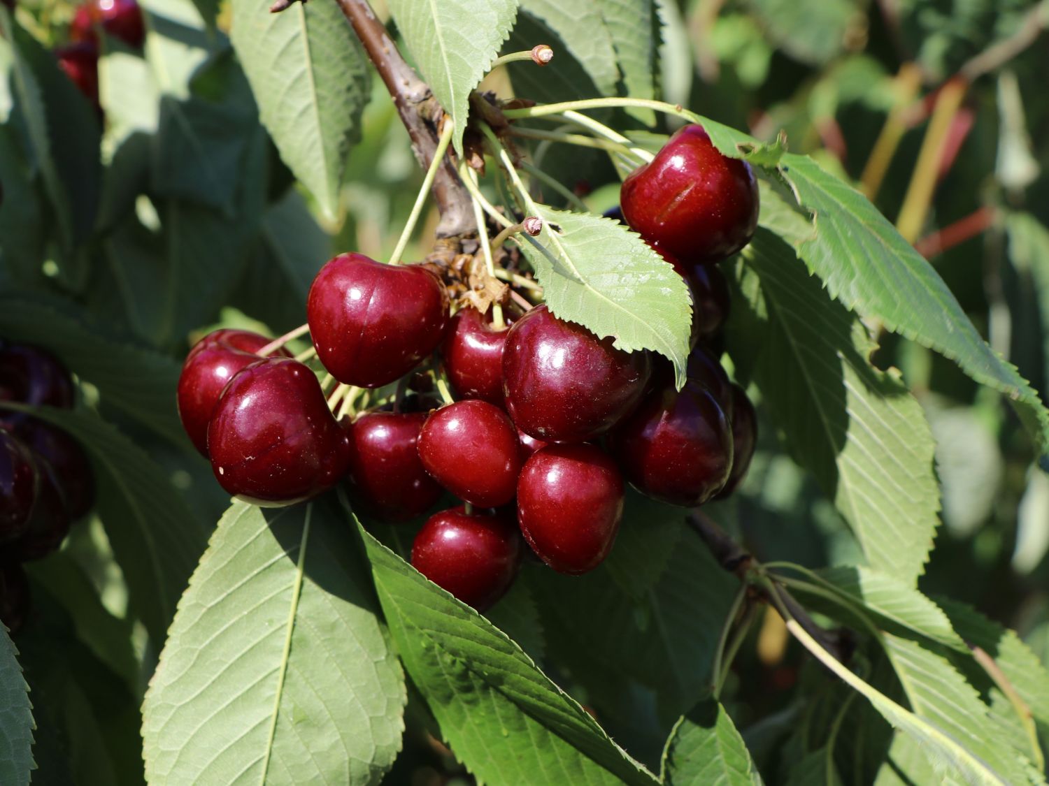 Süßkirsche 'Regina' - Prunus avium 'Regina' - Baumschule Horstmann