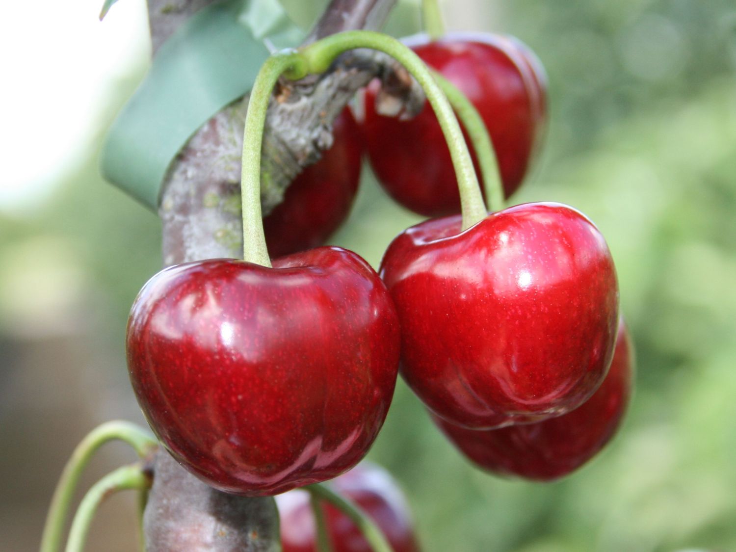 Süßkirsche 'Regina' - Prunus avium 'Regina' - Baumschule Horstmann