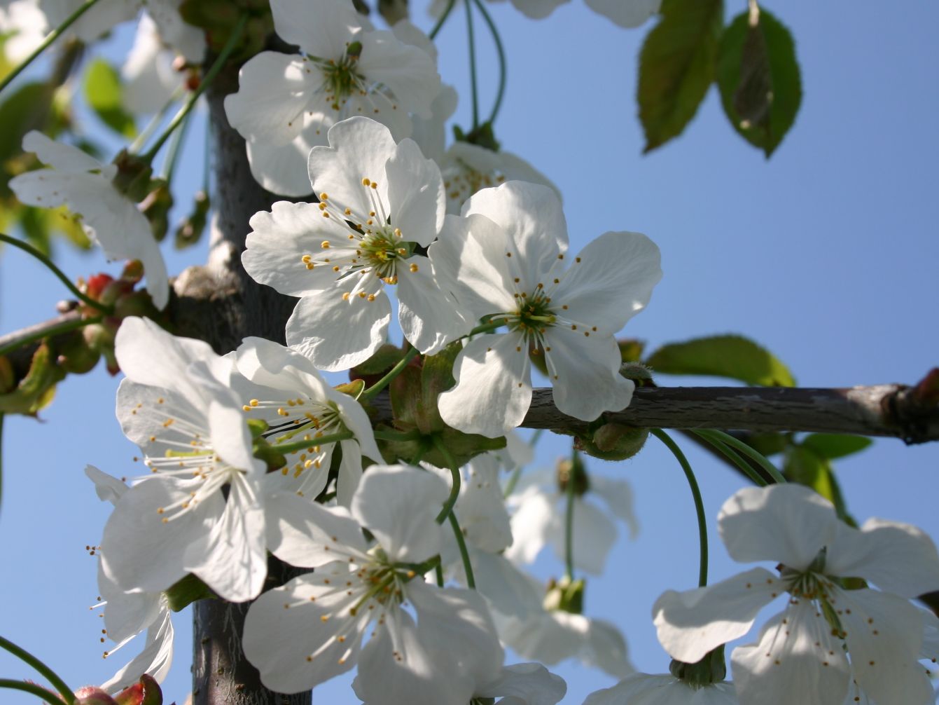 Süßkirsche \'Regina\' - Prunus avium \'Regina\' - Baumschule Horstmann