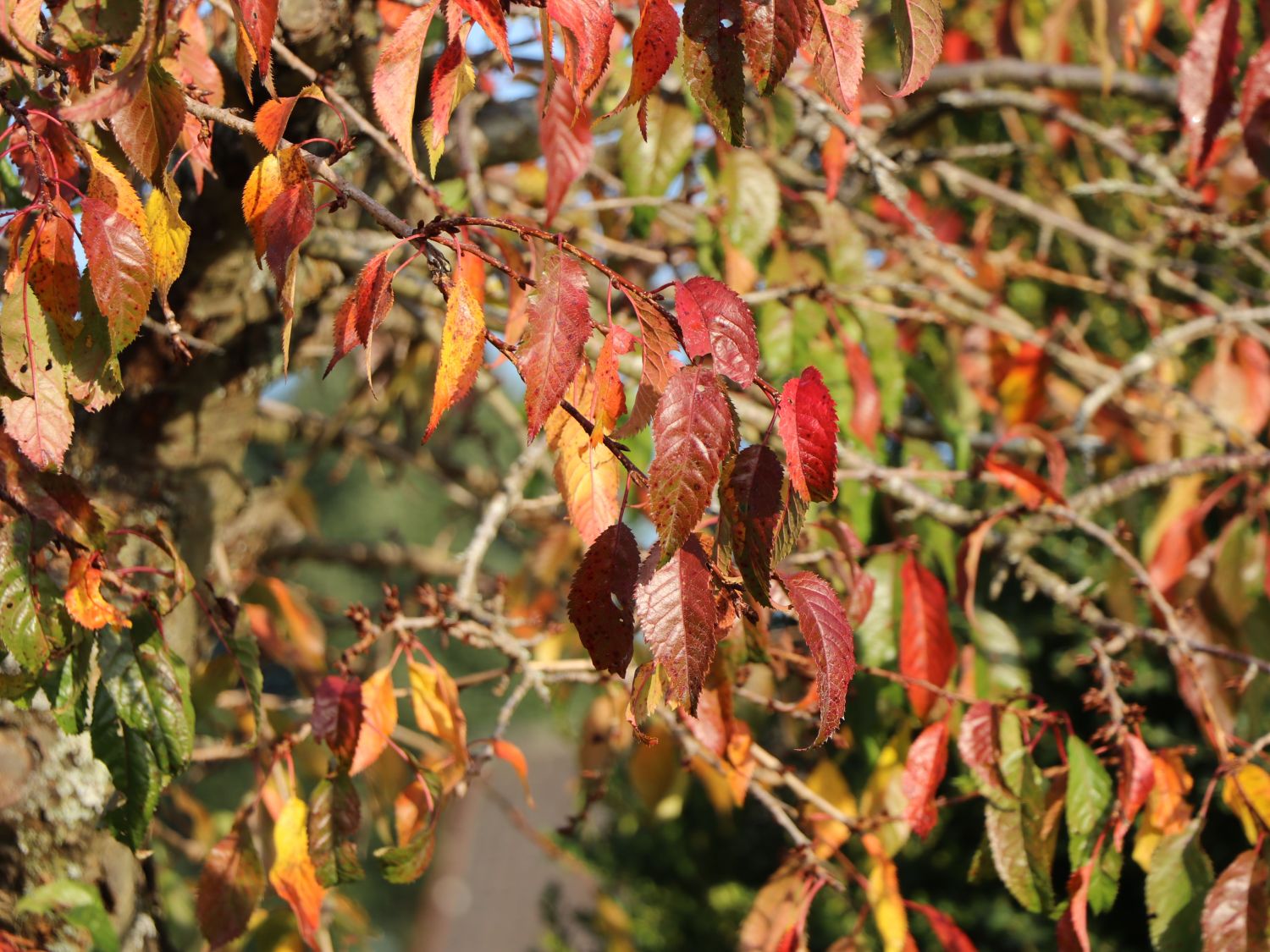 Süßkirsche 'Regina' - Prunus avium 'Regina' - Baumschule Horstmann