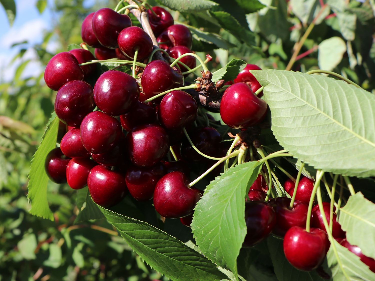 Süßkirsche 'Schneiders Späte Knorpelkirsche' - Prunus 'Schneiders Späte  Knorpelkirsche' - Baumschule Horstmann