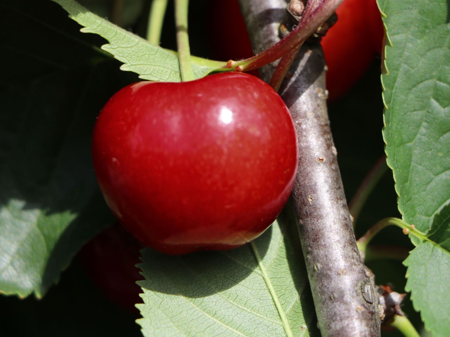 Süßkirsche 'Stella Compact' ® als Ministämmchen - Prunus avium 'Stella  Compact' als Ministämmchen - Baumschule Horstmann