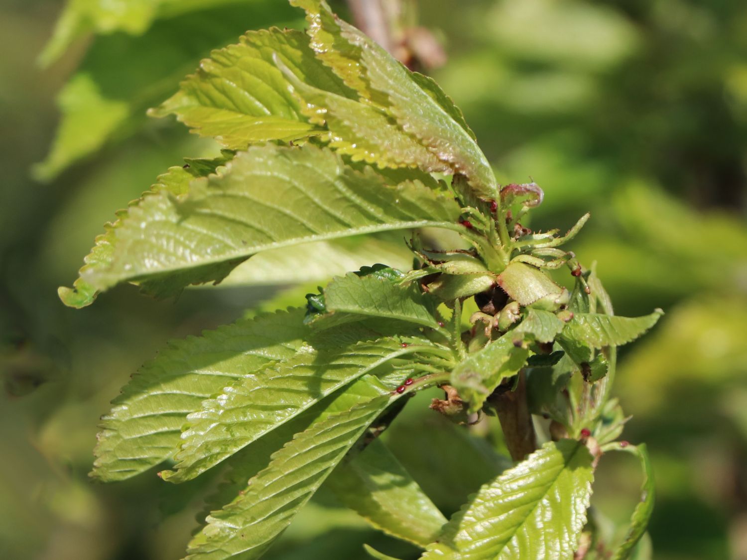 Süßkirsche 'Stella Compact' ® als Ministämmchen - Prunus avium 'Stella  Compact' als Ministämmchen - Baumschule Horstmann