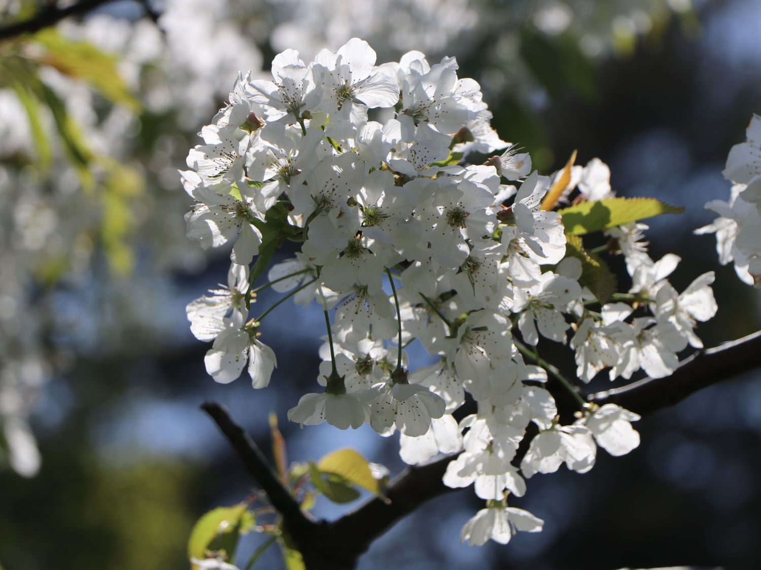 Süßkirsche \'Stella\' / selbstfruchtend - Prunus \'Stella\' - Baumschule  Horstmann