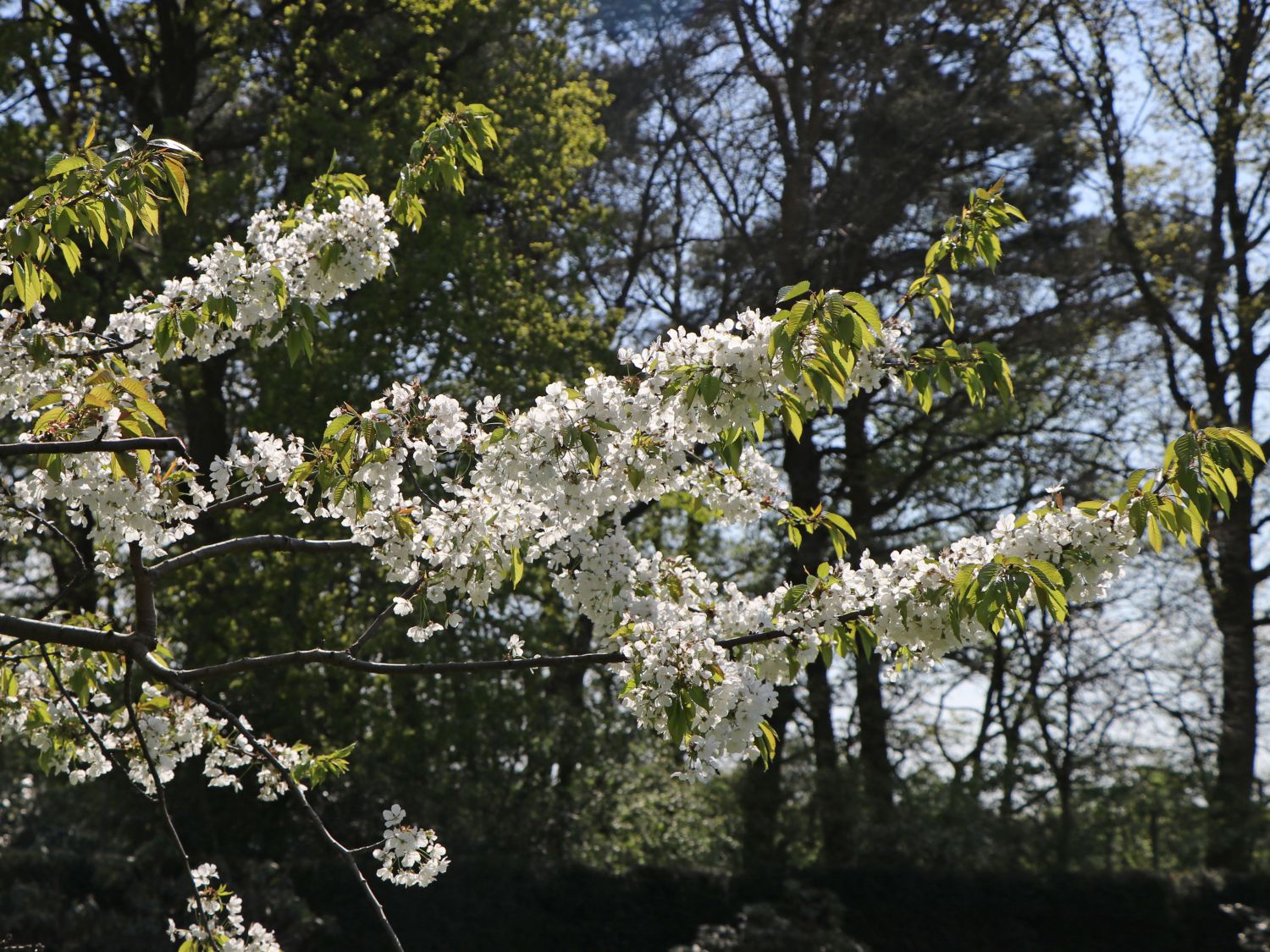 Süßkirsche 'Stella' / selbstfruchtend - Prunus 'Stella' - Baumschule  Horstmann