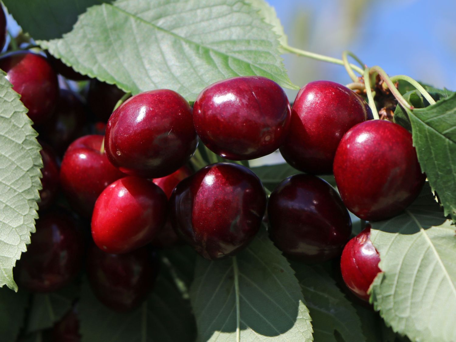 Süßkirsche 'Summit' - Prunus avium 'Summit' - Baumschule Horstmann