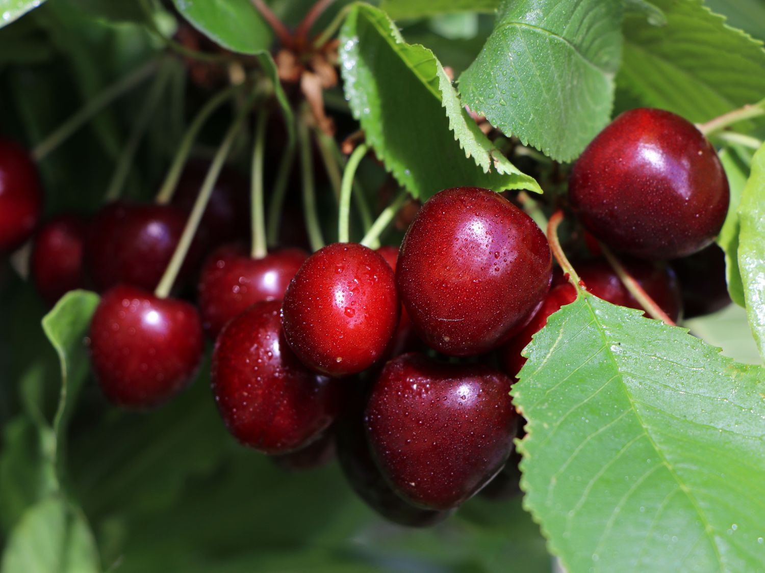 Süßkirsche 'Sylvia' - Prunus 'Sylvia' - Baumschule Horstmann