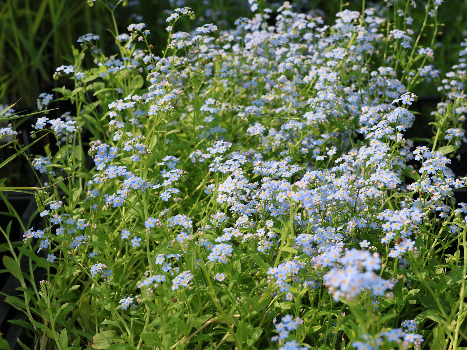 Sumpf Vergissmeinnicht Myosotis Palustris Fur Deinen Garten