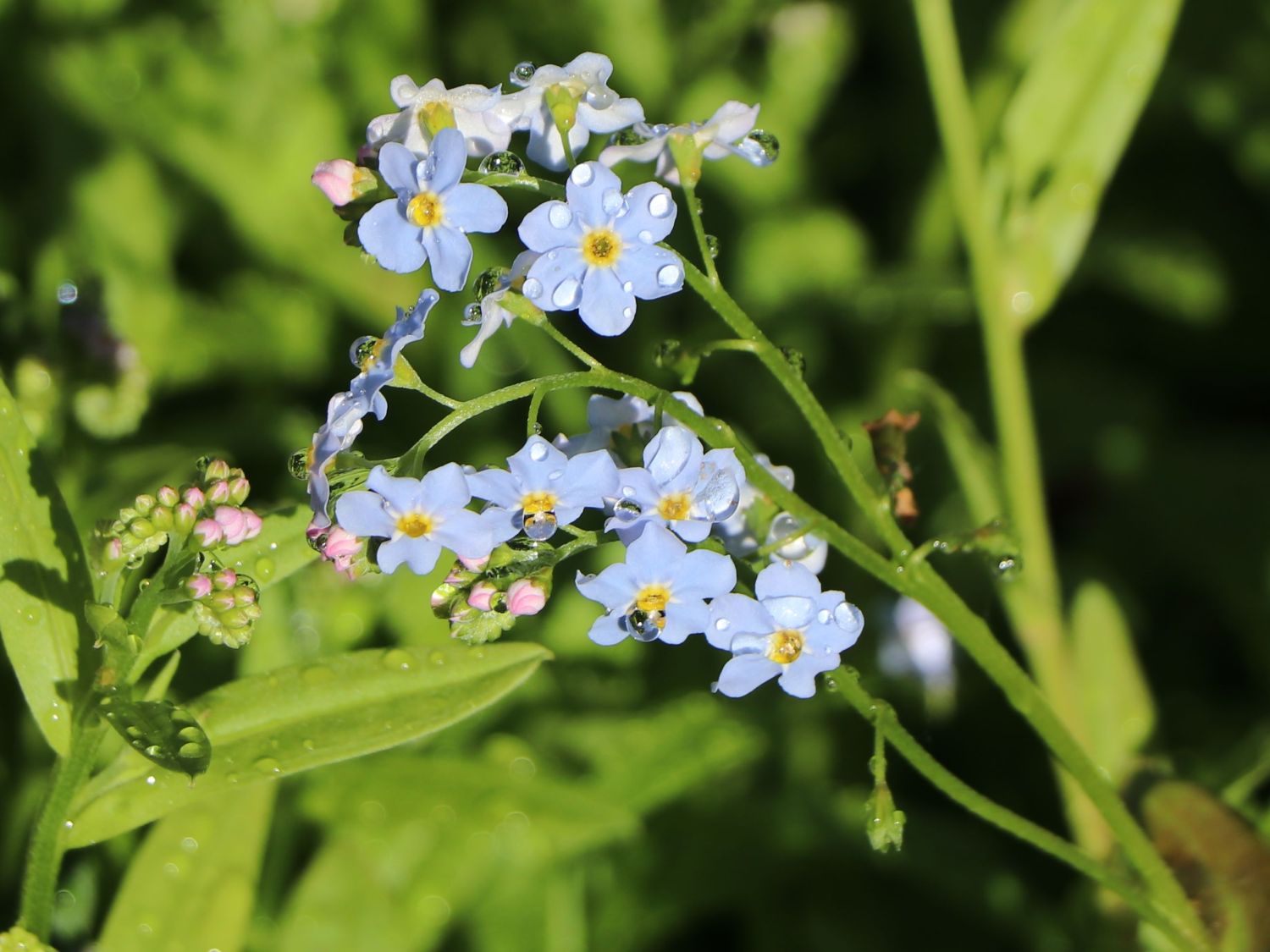 Sumpf Vergissmeinnicht Myosotis Palustris Fur Deinen Garten