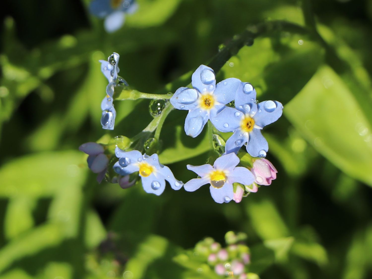 Sumpf Vergissmeinnicht Myosotis Palustris Fur Deinen Garten