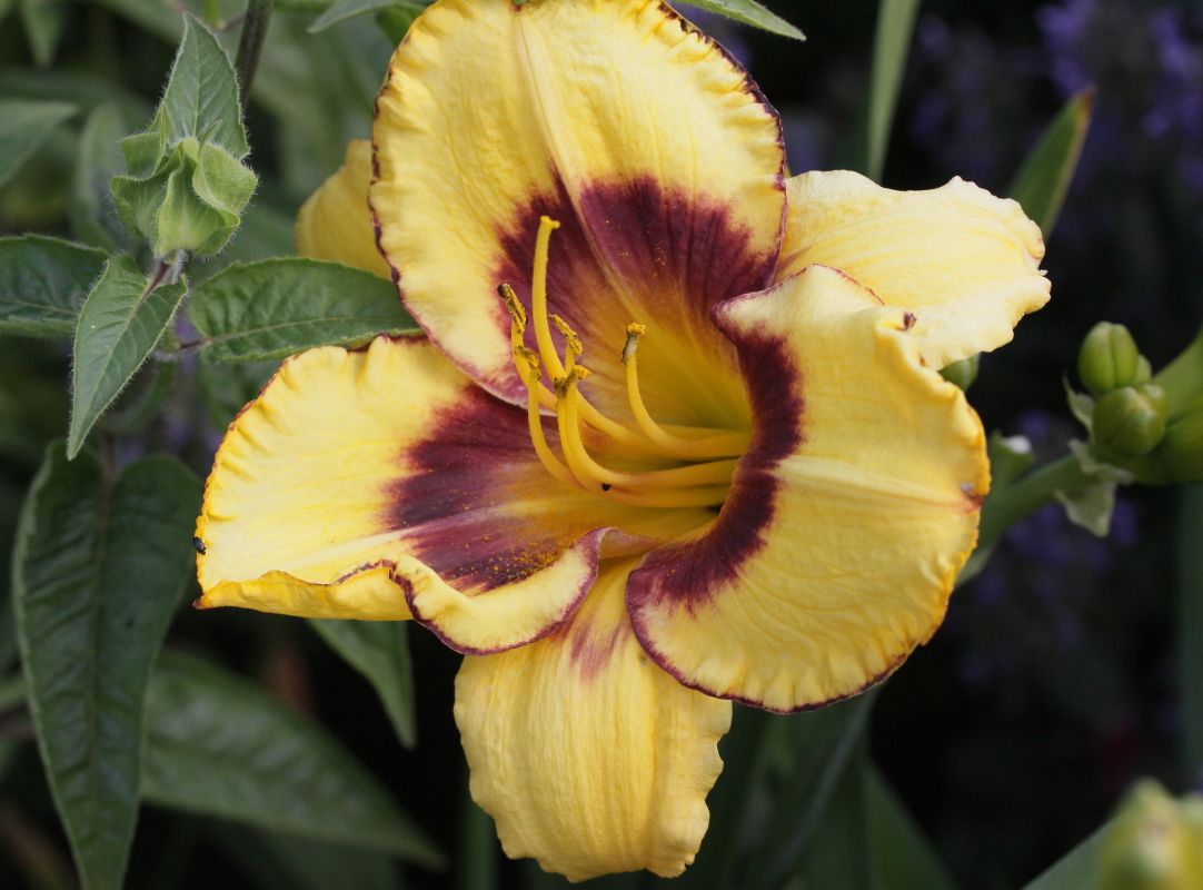 Taglilie 'Calico Jack' - Hemerocallis x cultorum 'Calico Jack'