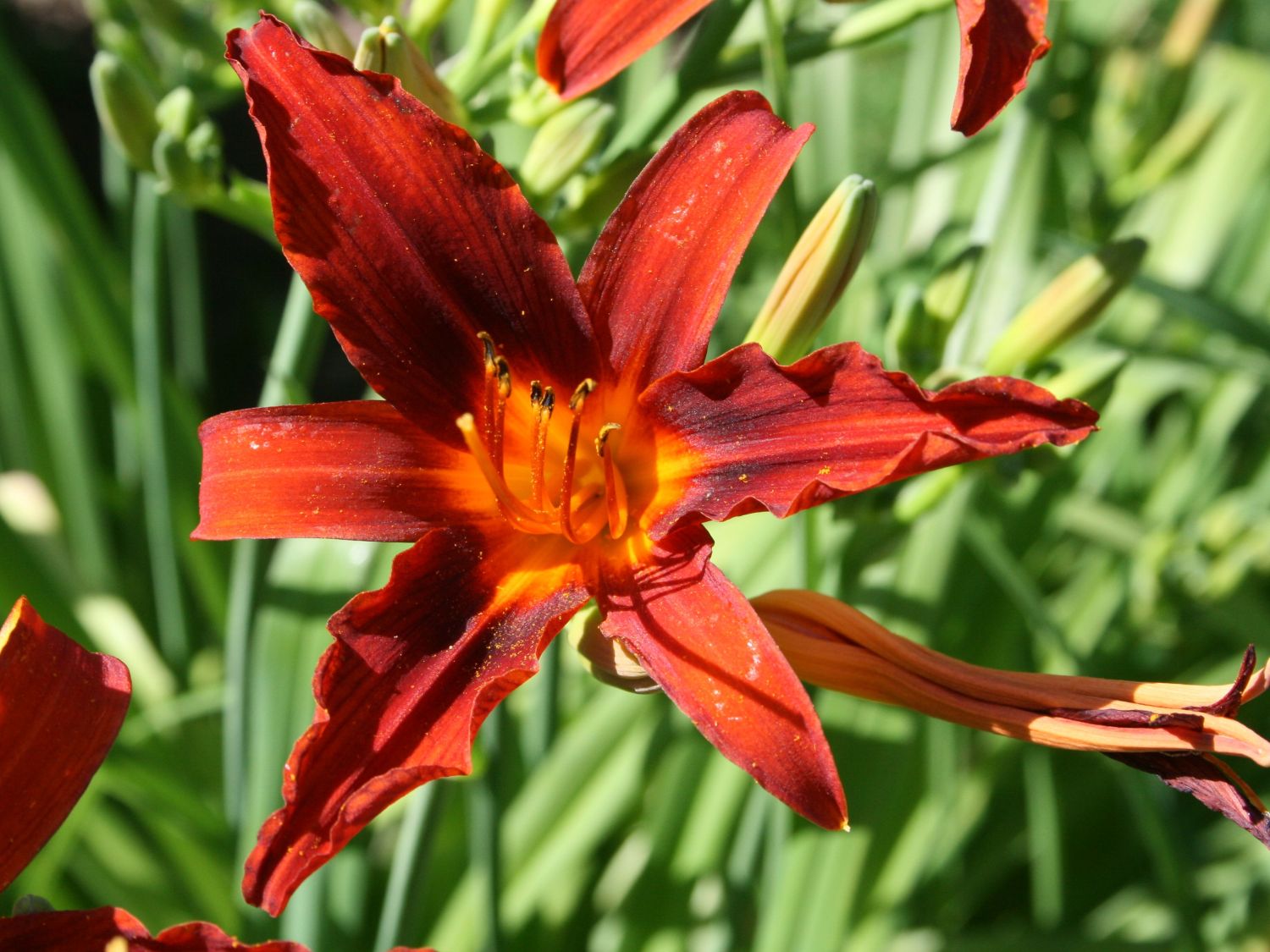 Taglilie ‘Crimson Pirate’ - Hemerocallis x cultorum ‘Crimson Pirate