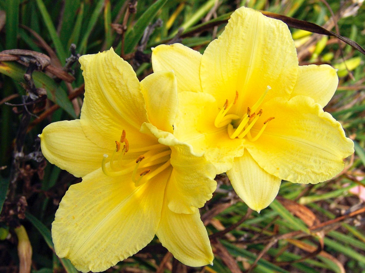 Taglilie 'Happy Returns' - Hemerocallis x cultorum 'Happy Returns'