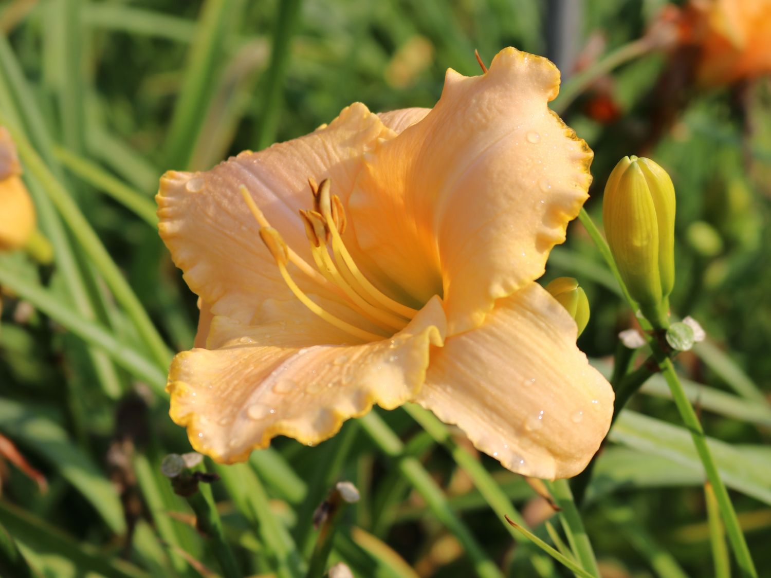 Taglilie 'Serena Sunburst' - Hemerocallis x cultorum 'Serena Sunburst'