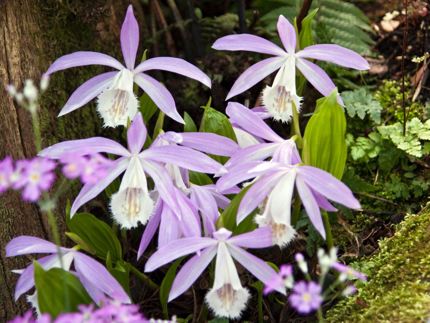 Pleione (Pleione) Infos & Pflanzen dieser Gattung