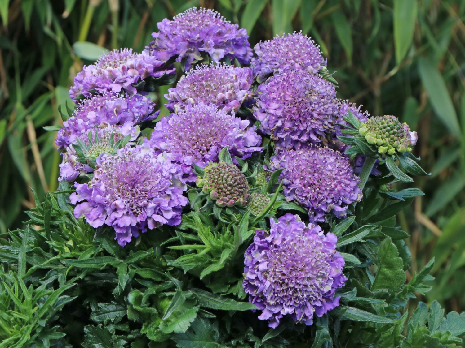 Schmetterlingsblume Blue Papillon zauberhaft und robust Scabiose Jumbopflanze 