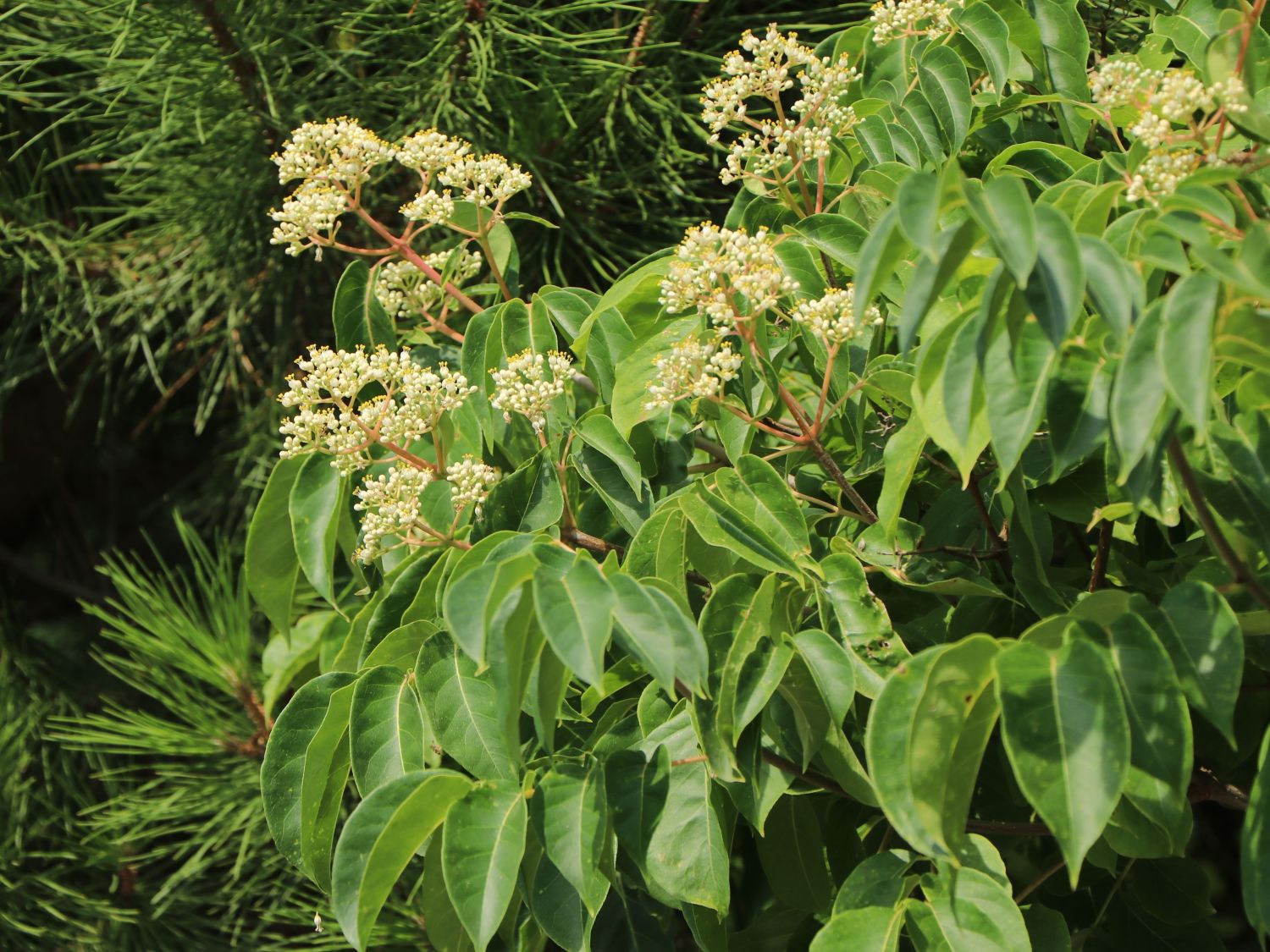 Samthaarige Stinkesche 60-80cm Bienenbaum Tetradium daniellii 