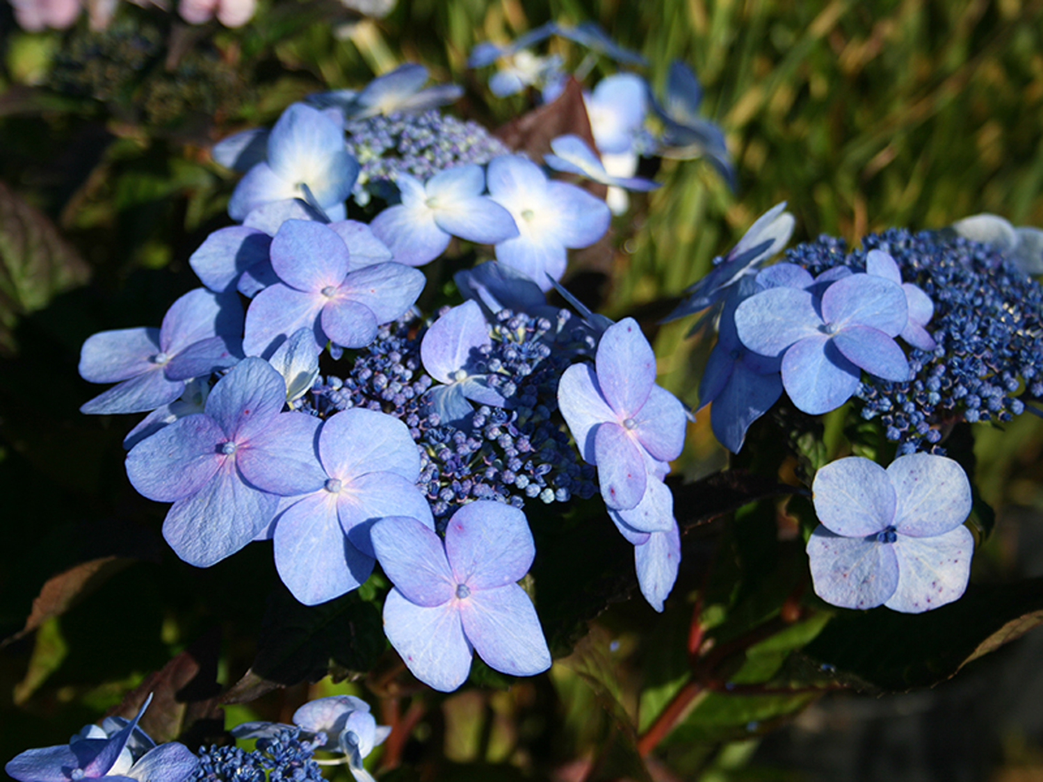 Tellerhortensie Endless Summer ® 'Twist-n-Shout' ® (Blau) - Hydrangea  macrophylla Endless Summer ® 'Twist-n-Shout' ® (Blau) - Baumschule Horstmann