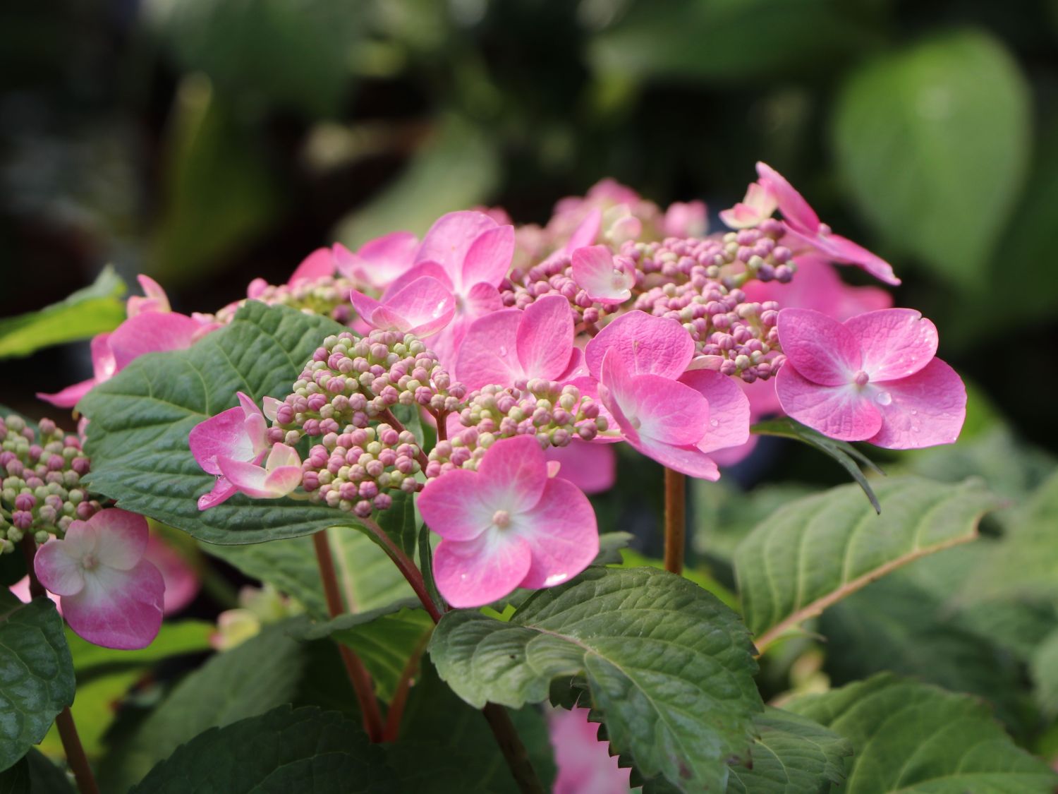 Tellerhortensie Endless Summer ® \'Twist-n-Shout\' (Rosa) - Hydrangea  macrophylla Endless Summer ® \'Twist-n-Shout\' ® (Rosa) - Baumschule Horstmann