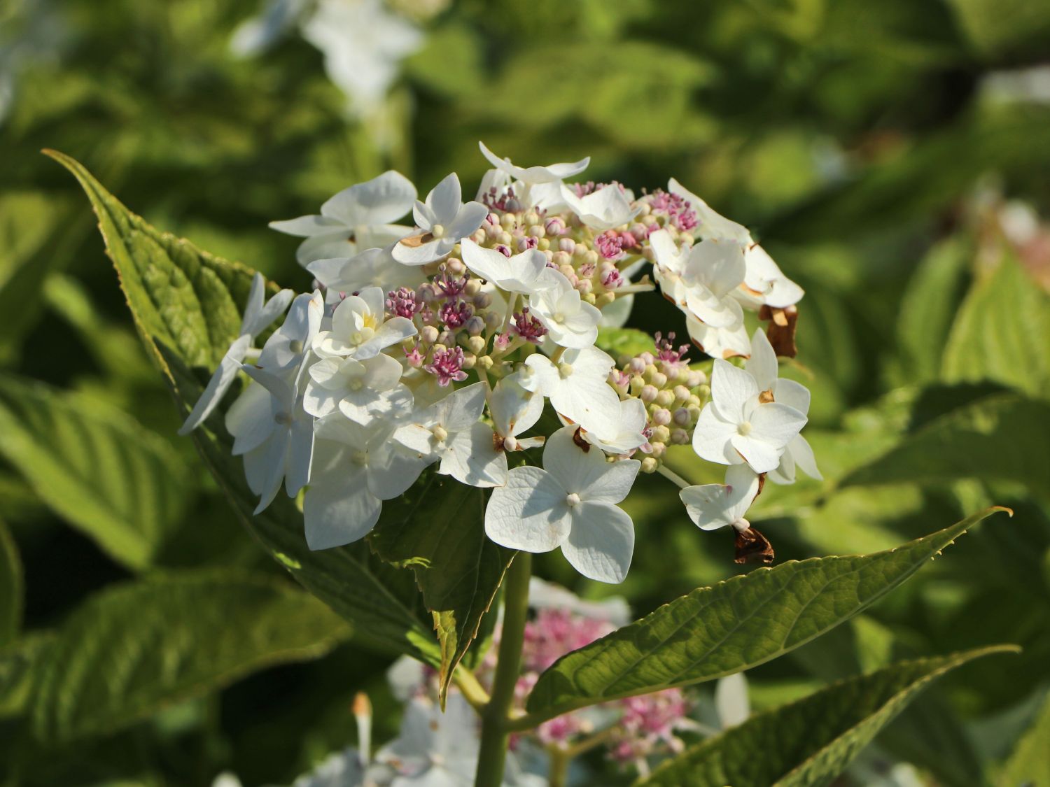 tellerhortensie 'lanarth white' - hydrangea macrophylla 'lanarth