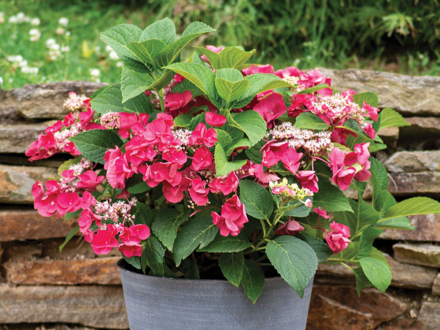 Tellerhortensie Mckay Cherry Explosion ® Hydrangea Macrophylla 