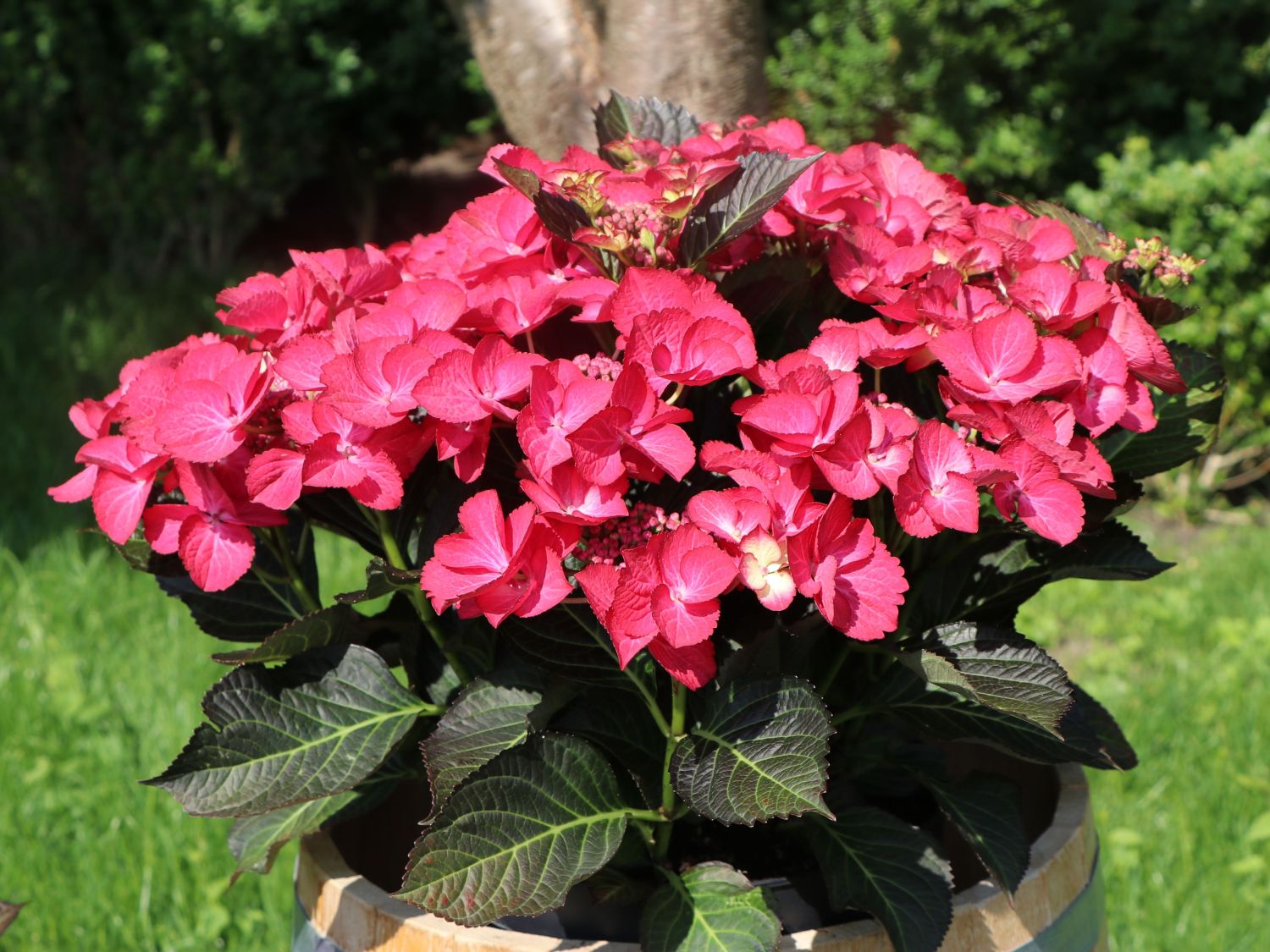 Tellerhortensie Dark Angel Hydrangea Macrophylla Dark Angel 