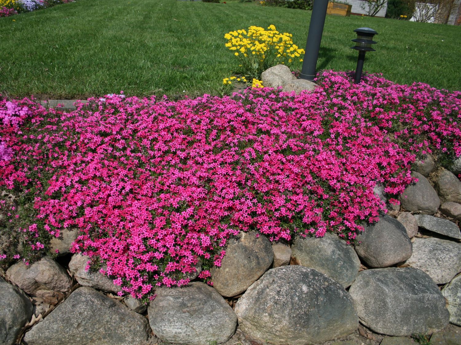 Teppich-Flammenblume 'Scarlet Flame' - Phlox subulata ...