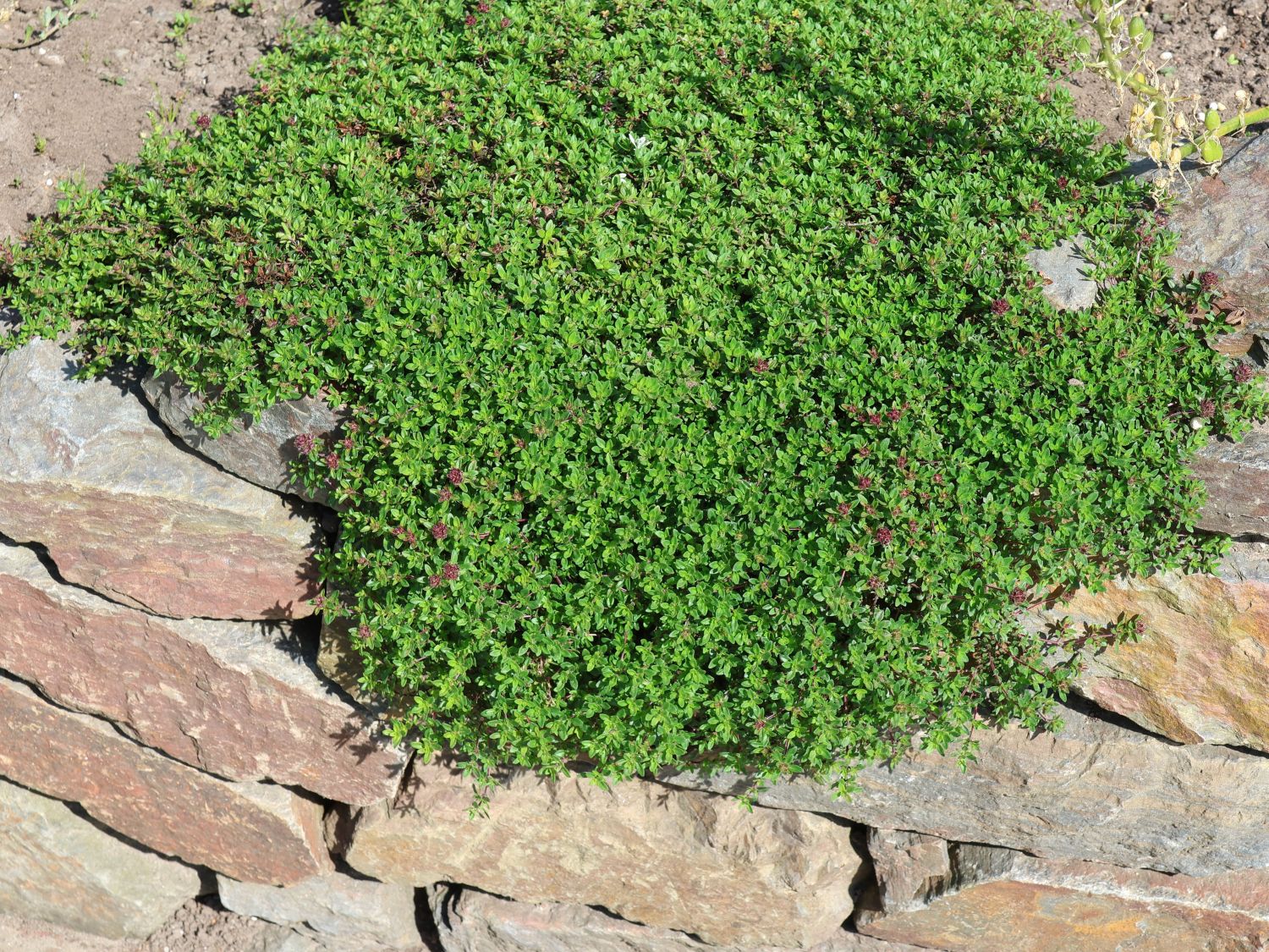 Thymian 'Creeping Red' - Thymus serpyllum 'Creeping Red'
