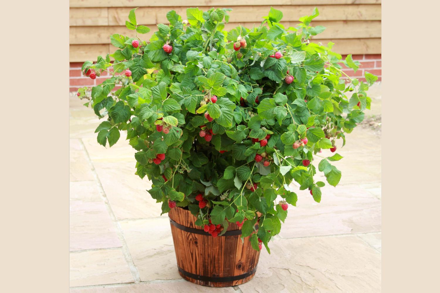 Topf-Himbeere / Zwerg-Himbeere 'Ruby Beauty' ® - Rubus idaeus 'Ruby Beauty'  ® - Baumschule Horstmann