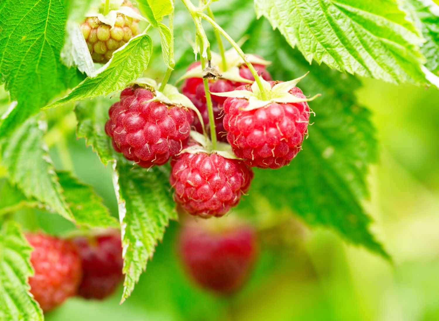 Topf-Himbeere / Zwerg-Himbeere &amp;#39;Ruby Beauty&amp;#39; ® - Rubus idaeus &amp;#39;Ruby ...