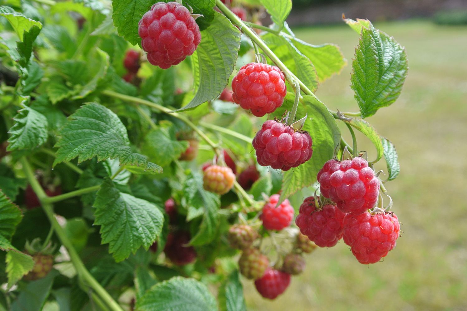 Topf-Himbeere / Zwerg-Himbeere 'Ruby Beauty' ® - Rubus idaeus 'Ruby Beauty'  ® - Baumschule Horstmann