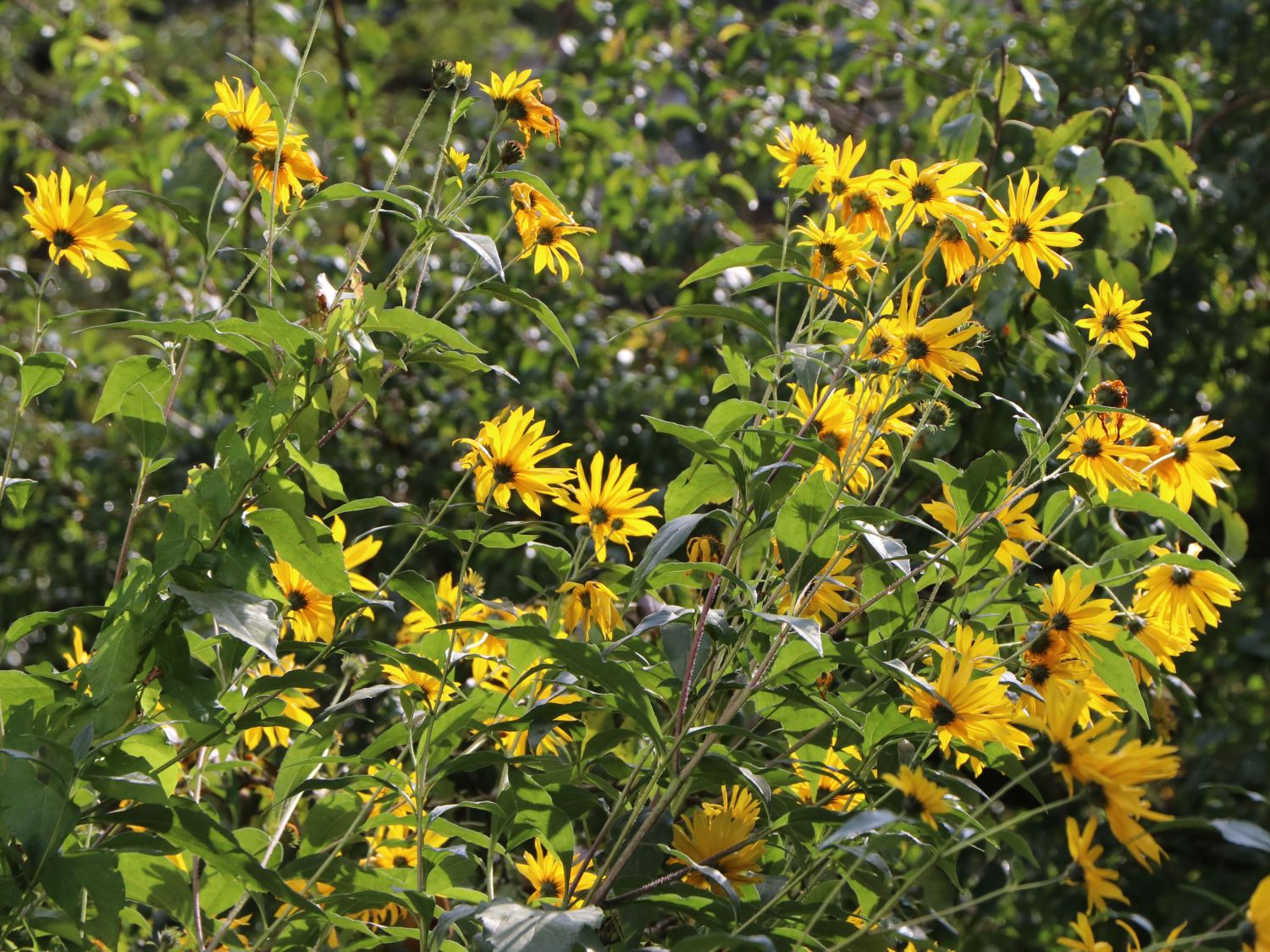 Topinambur (Helianthus tuberosus) - perfekte Stauden &amp; Ratgeber