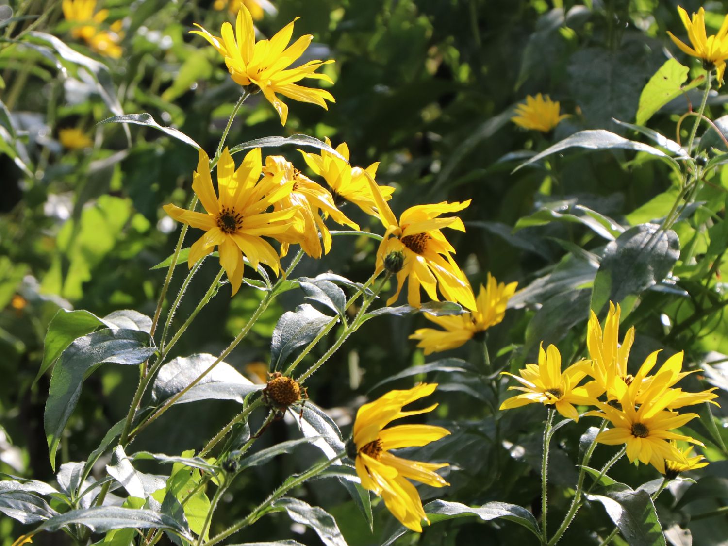 Topinambur (Helianthus tuberosus) - perfekte Stauden &amp; Ratgeber