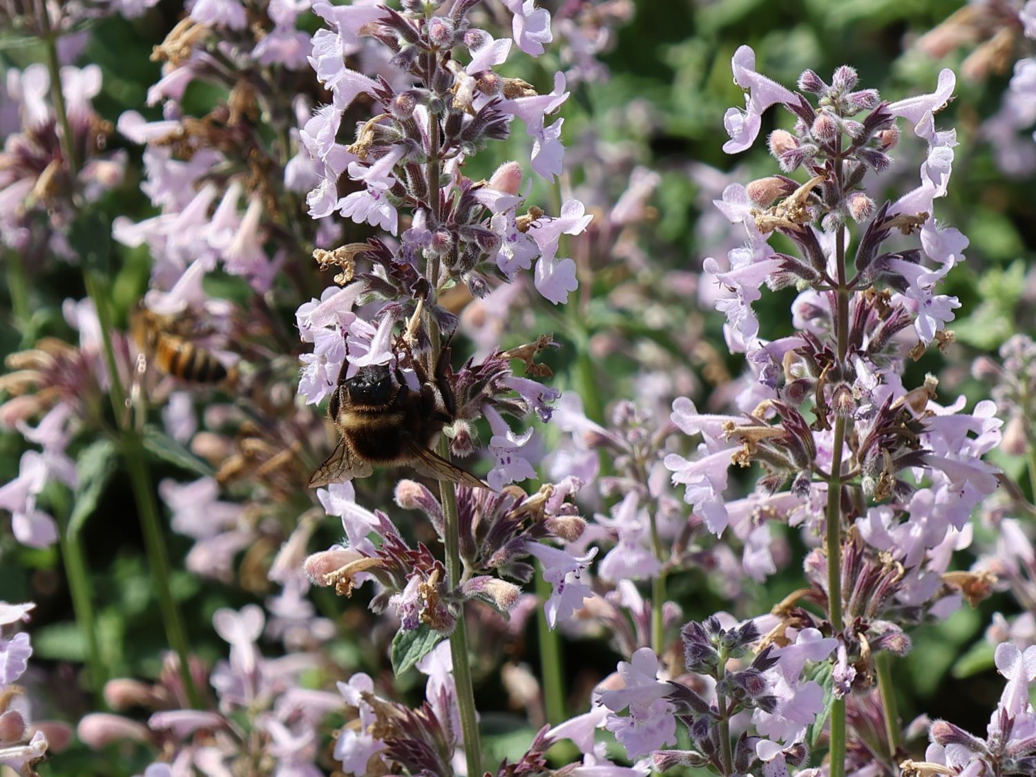 Traubige Katzenminze 'Amelia' - Nepeta racemosa 'Amelia'