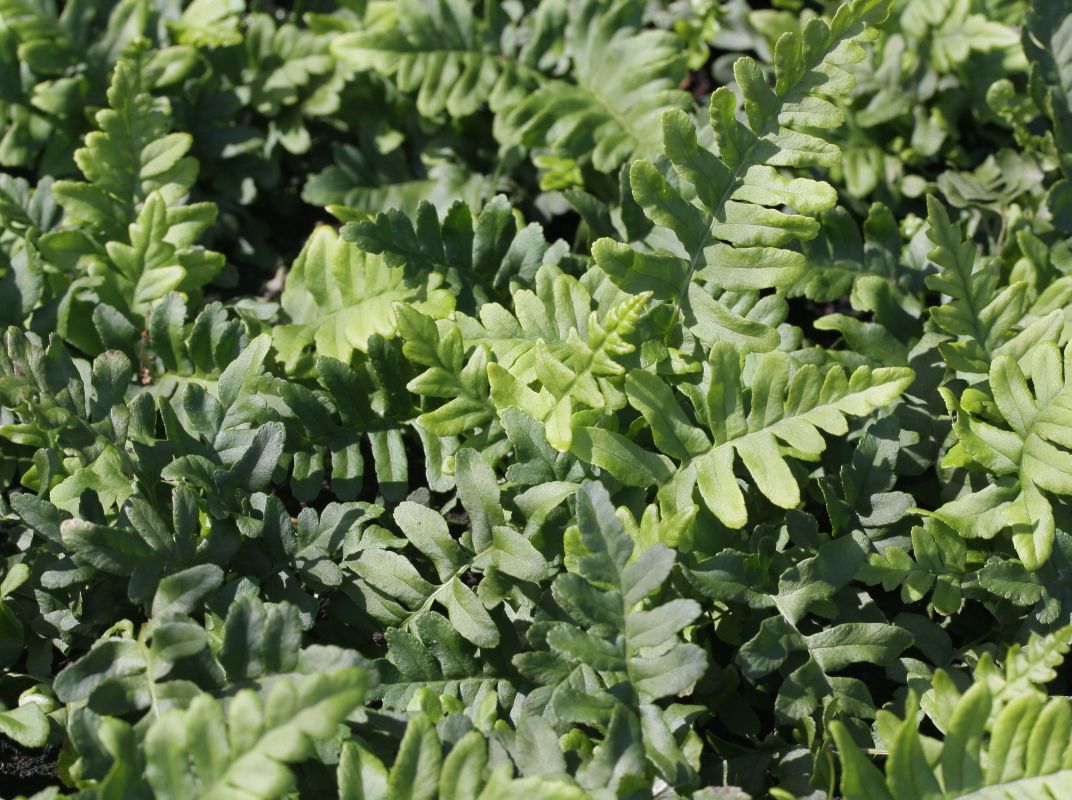 Fern Polypodium vulgare Gewöhnliche Tüpfelfarn rhizome Seltene Pflanze 
