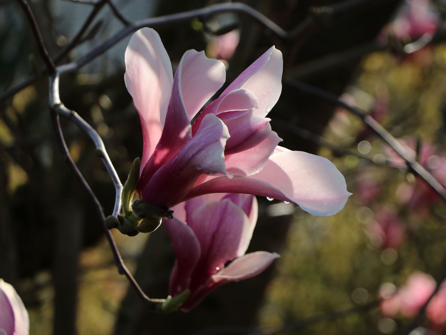 Tulpen-Magnolie \'Pickard\'s Schmetterling\' - Magnolia x soulangiana  \'Pickard\'s Schmetterling\' - Baumschule Horstmann