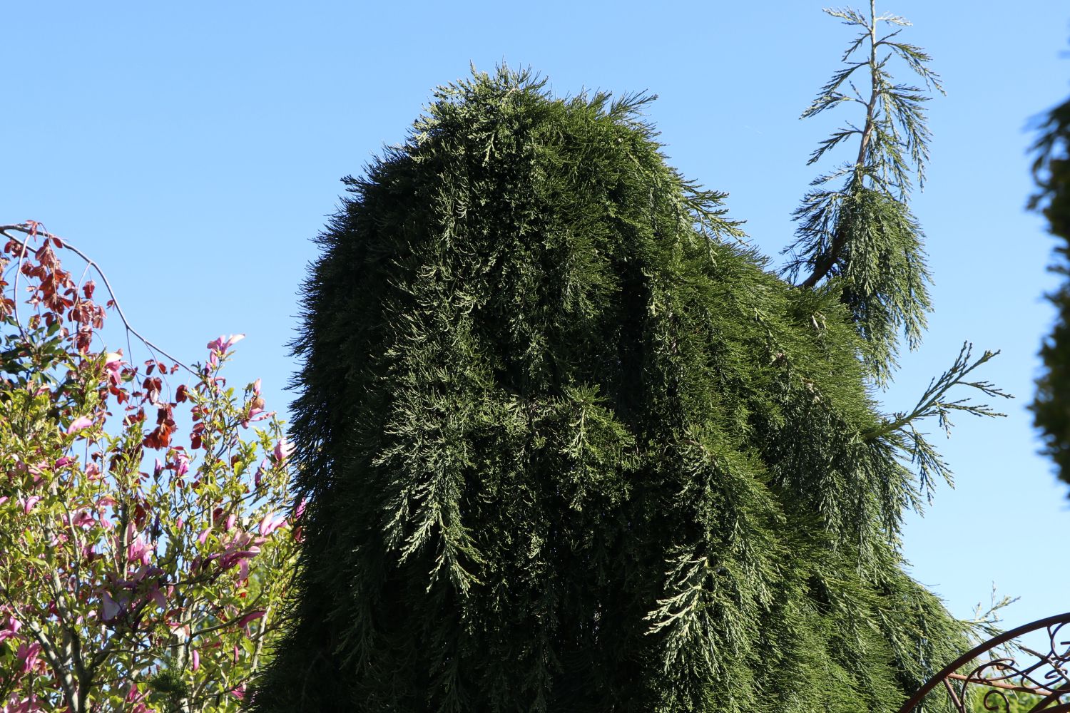 Überhängender Mammutbaum 'Pendulum' Sequoiadendron