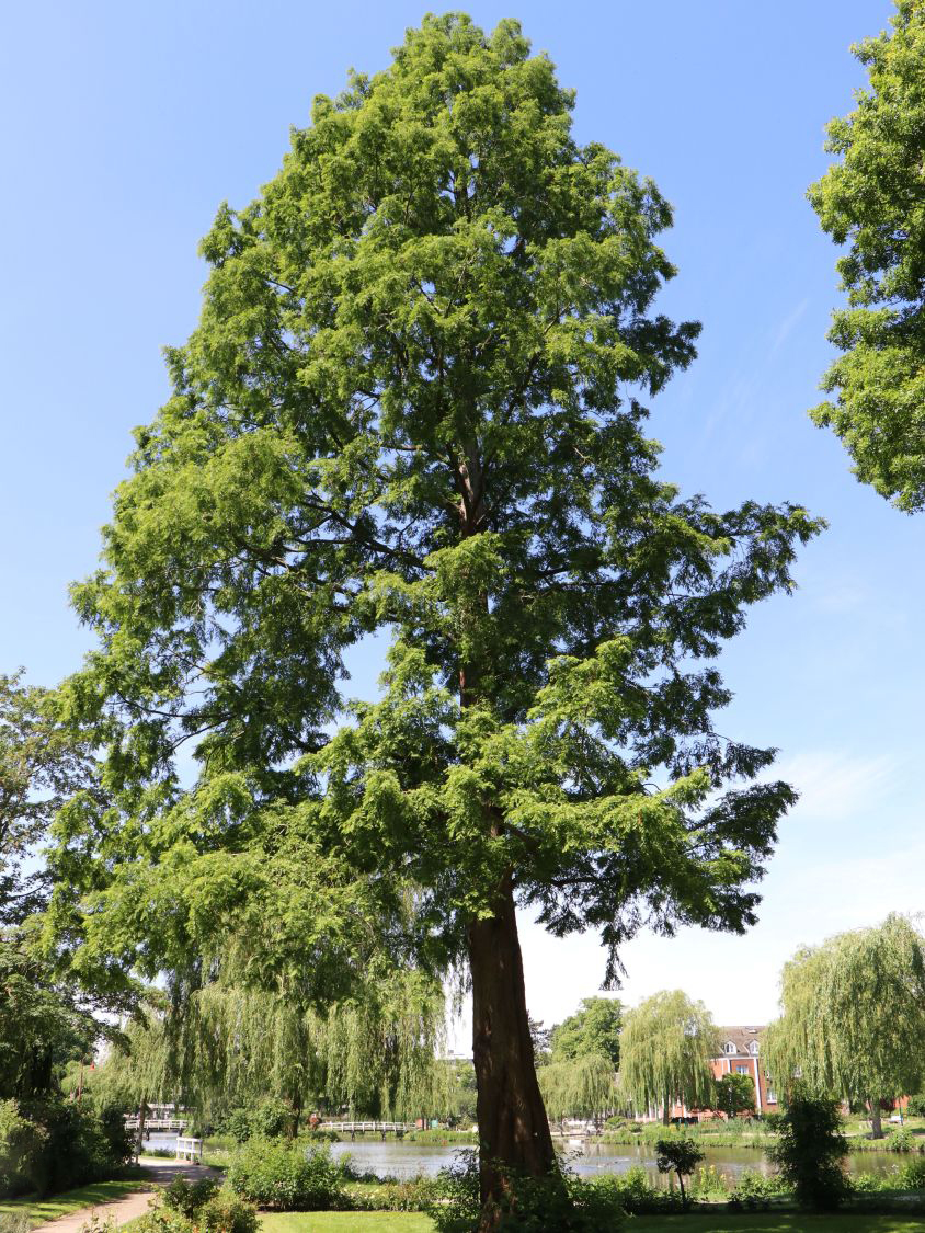 Urweltmammutbaum Imposante Erscheinung & Winterhart // Frische Samen ! 